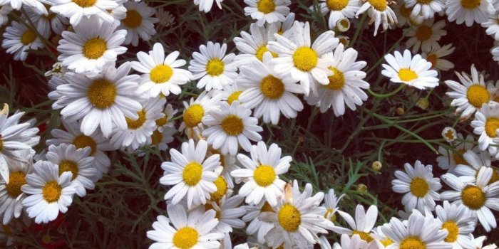 1368x855 Laptop Wallpapers Tumblr Flower