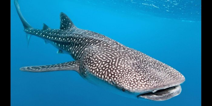 1422x800 Whale Shark Wallpaper - Wall.BestKitchenView.CO