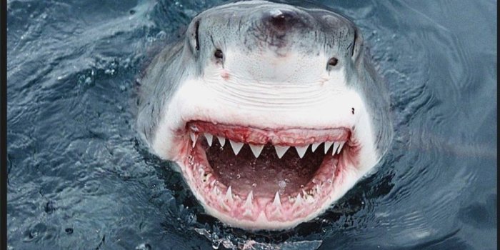 1000x854 10 Jawhead Wallpaper 3d - Download Wallpaper HD For PC Computer