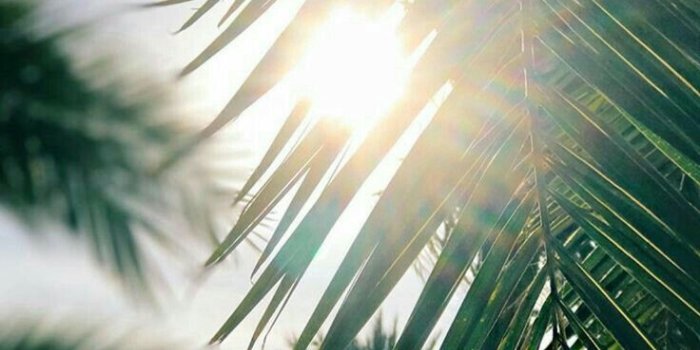 736x1309 m o n y on N a t u r e in 2019 | Desktop wallpaper summer