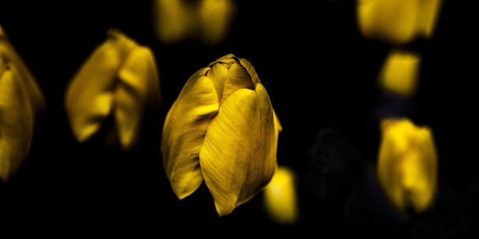 1920x1200 30 HD Yellow Wallpapers