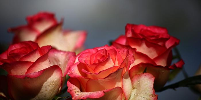 1920x1280 40 Beautiful Good Morning With Flowers Wishes Wallpapers