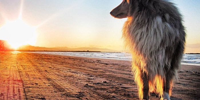 1600x1200 HD wallpaper: dog, Clifford the Big Red Dog, beach, giant