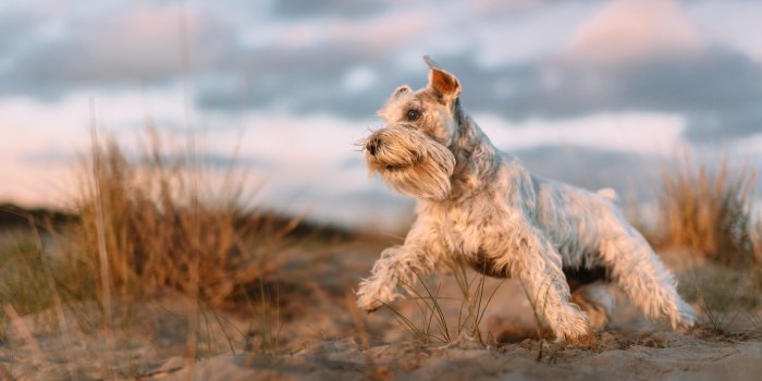 6016x4016 HD wallpaper: dog, Clifford the Big Red Dog, beach, giant