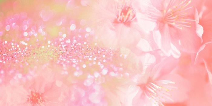 1920x1200 Pink Flower Wallpapers – Pink Flower Wallpapers download free now