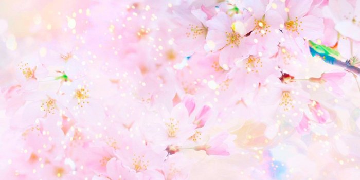 1920x1200 107 Sakura HD Wallpapers | Background Images