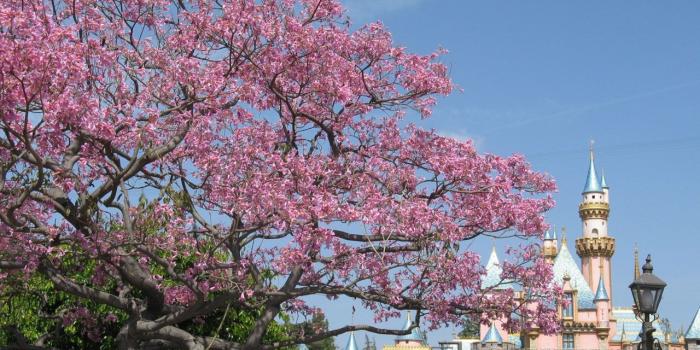 1280x960 Disney Desktops - AllEars.Net