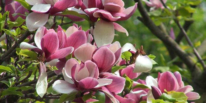 1366x768 Spring Desktop Wallpaper Screensaver (92+ images in Collection) Page 1