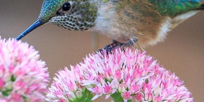 750x1334 Hummingbirds and pink flowers 750x1334 iPhone 8/7/6/6S wallpaper