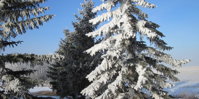 4000x3000 Winter: Tree Christmas Snow White Blue Photography Sky Winter Nature