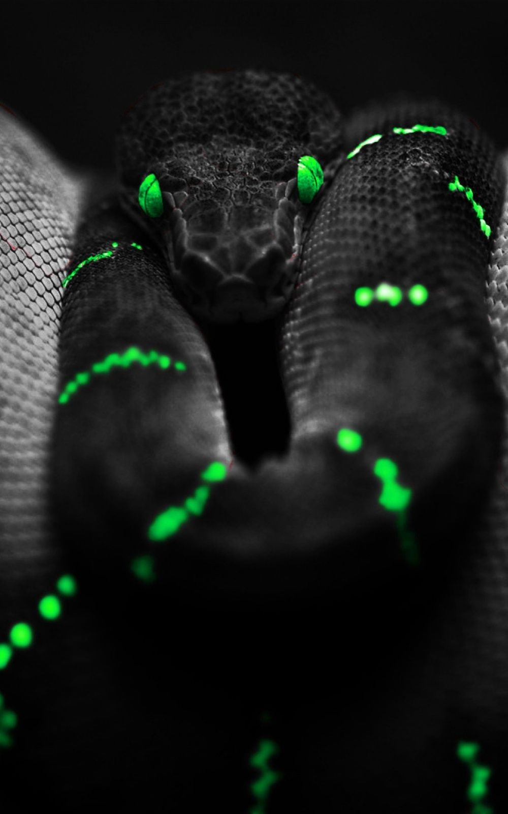 1000x1600 Black Snake Neon Green iPhone 6 Plus HD Wallpaper HD - Free Download