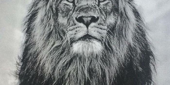 720x1280 No crown, love how angry he looks | Tattoos | Lion tattoo, Lion art