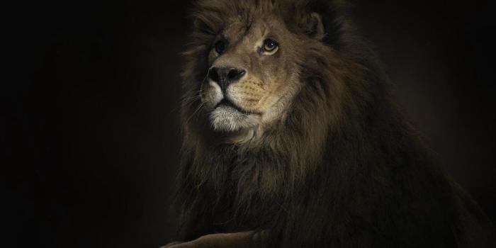 1920x1080 1224 Lion HD Wallpapers | Background Images