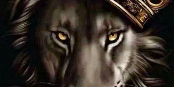 900x900 100+ Lion With Crown Wallpaper HD Wallpapers – Epic HD Wallpaper