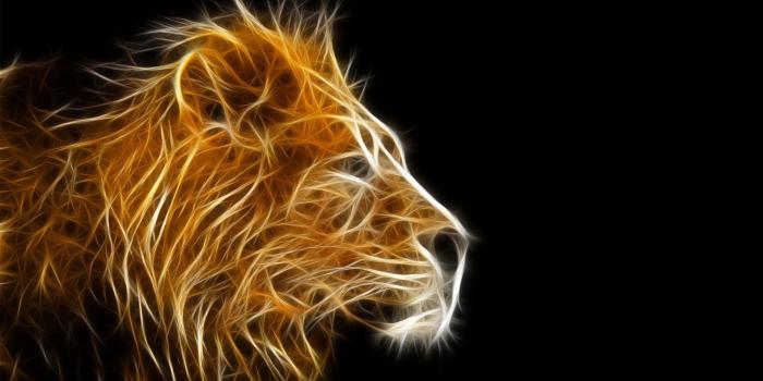 1920x1200 68+ Colorful Lion Wallpapers on WallpaperPlay