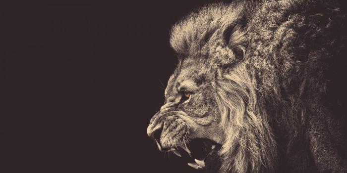 1600x900 Manly Wallpapers, Manly Wallpapers For Desktop - Lion (#345265) - HD