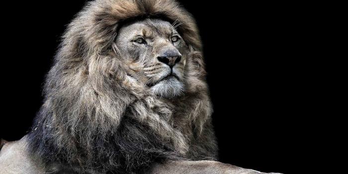 1920x1080 Lion Wallpaper on newwallpaperdownload.com