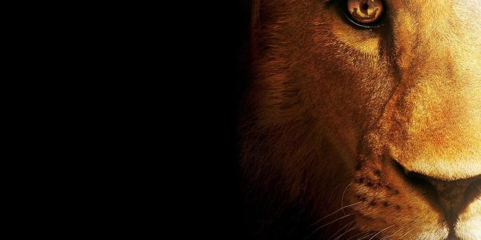 1920x1200 Lion Wallpaper on newwallpaperdownload.com