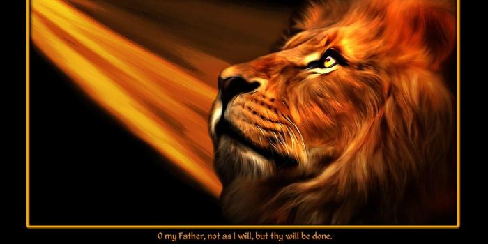 1600x950 74+] Lion Of Judah Wallpapers on WallpaperSafari