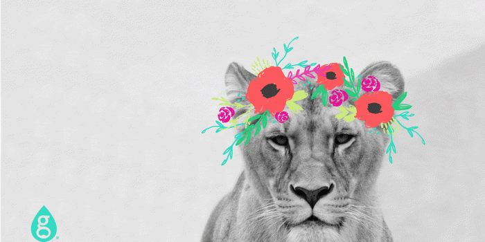 5692x3200 Lion With Crown – HD Wallpapers