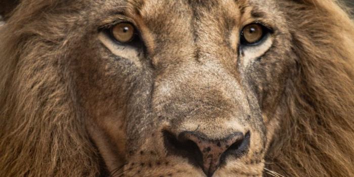 1080x1620 500+ King Pictures [HD] | Download Free Images on Unsplash