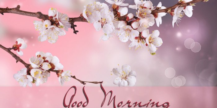 1920x1200 Good Morning HD Desktop Wallpapers Free Artwork Smart Phones