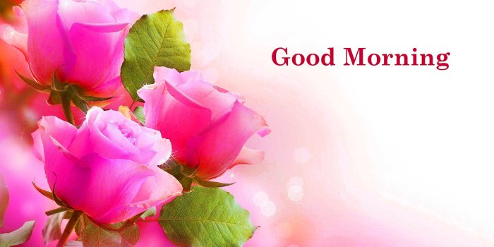 2880x1800 Good Morning All Flowers Images | Roses Gallery