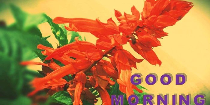 1280x720 Good Morning SMS Video | Good Morning Message | Good Morning SMS