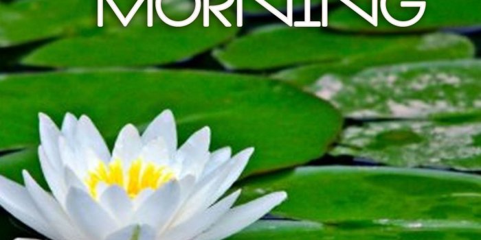 1080x1080 Good Morning White Flowers Images Hd | Roses Gallery