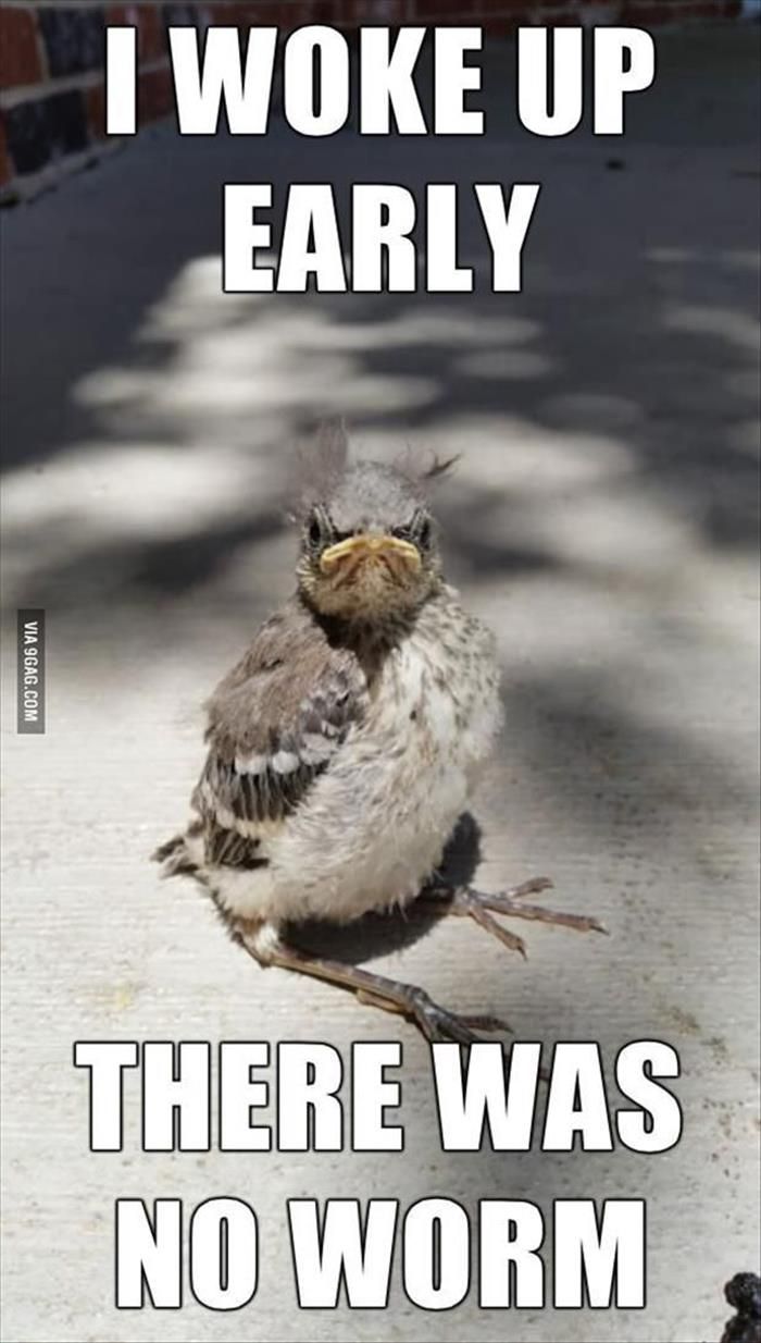 700x1234 Top 30 Funny Good Morning Quotes – Quotes and Humor