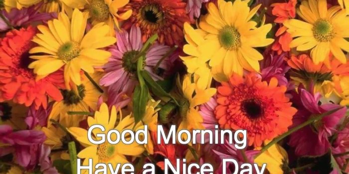 1280x720 Good Morning Video HD Images, Good Morning Video HD wallpaper