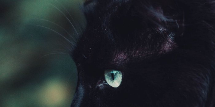 1440x2560 Download wallpaper 1440x2560 black cat, cat, fluffy, sight qhd