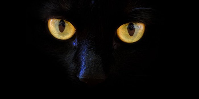 1440x2560 Download wallpaper 1440x2560 cat, black cat, eyes, dark qhd samsung