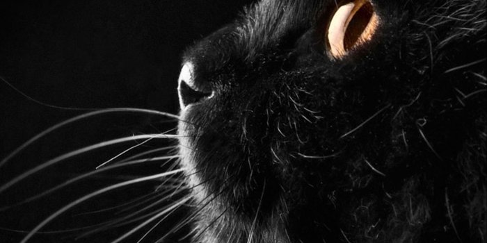 1440x2560 80+ Galaxy Cat Wallpapers on WallpaperPlay