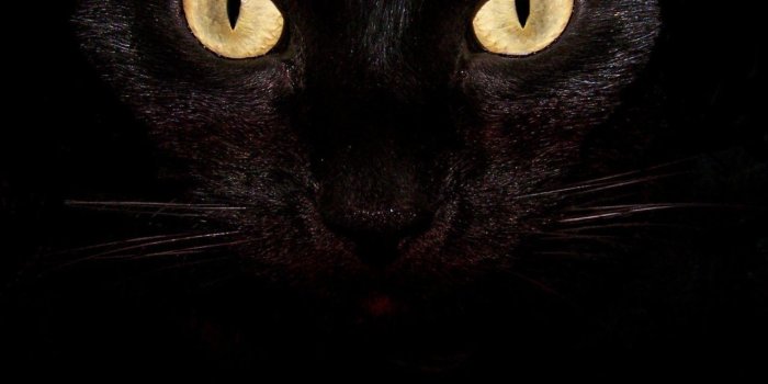 1280x1280 Black Cat Eyes ❤ 4K HD Desktop Wallpaper for 4K Ultra HD TV