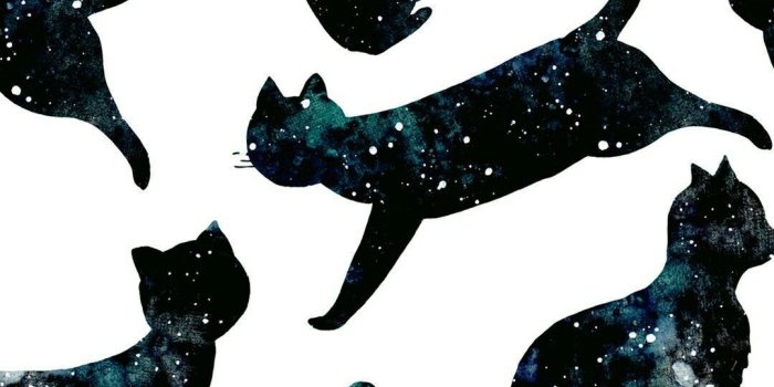 1080x1920 80+ Galaxy Cat Wallpapers on WallpaperPlay