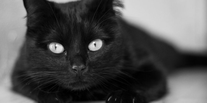 1280x1280 Black And White Cat ❤ 4K HD Desktop Wallpaper for 4K Ultra HD TV