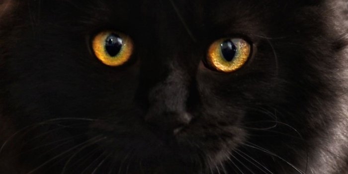 1440x2960 1440x2960 Black Cat Glowing Eyes 4k Samsung Galaxy Note 9,8, S9,S8