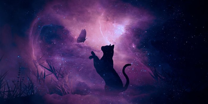 5120x2880 Black Cat, Silhouette, Cat, Art, Violet 5K Ultra HD Wallpaper
