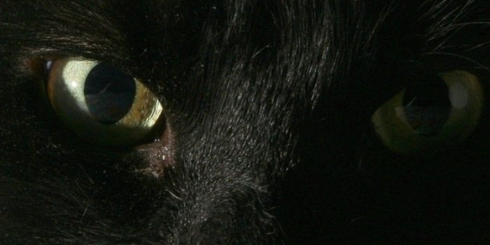 1440x2560 Galaxy Cat Wallpaper (69+ images)