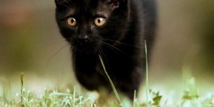 1080x1920 Small black cat Galaxy Note 3 Wallpapers, HD, Note Wallpapers