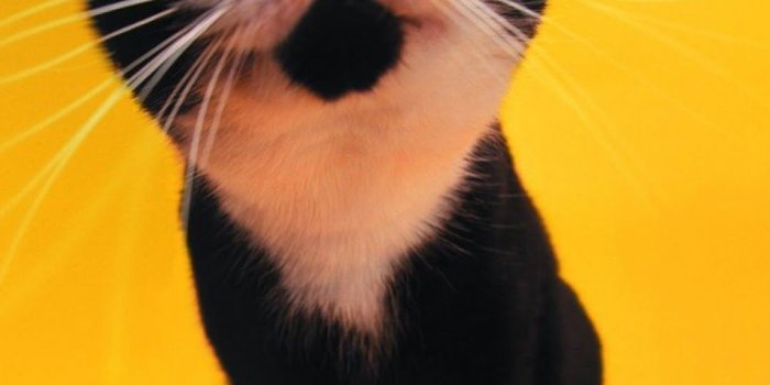 1080x1920 Galaxy Note HD Wallpapers: Funny Black Cat Galaxy Note HD Wallpaper