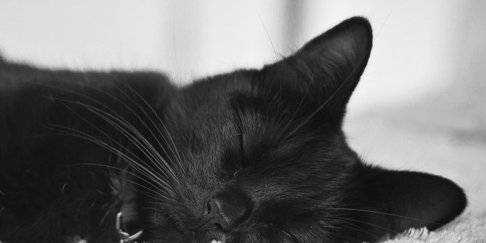 2048x2048 Black Cat ❤ 4K HD Desktop Wallpaper for 4K Ultra HD TV • Wide