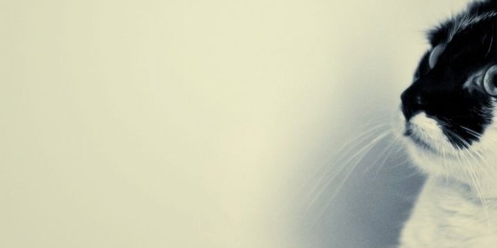 720x1280 720x1280 Cute Black and White Cat Galaxy s3 wallpaper