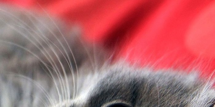 1080x1920 Black Cat Wallpapers for Galaxy S5