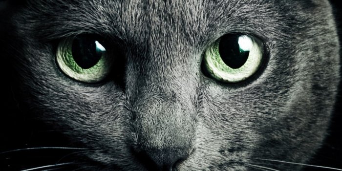 1440x2560 Black Cat - Best HD Wallpapers For iPhone and Android Devices