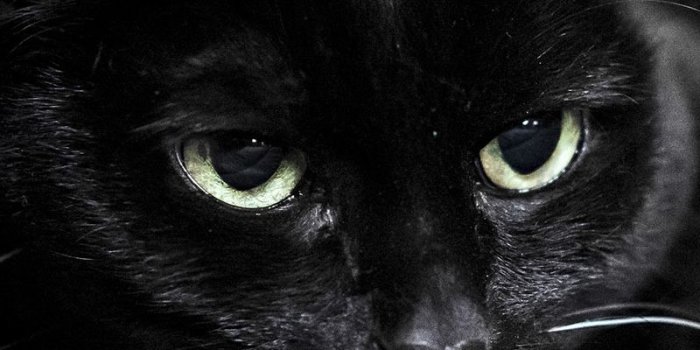 800x1280 Download wallpaper 800x1280 black cat, muzzle, eyes samsung galaxy