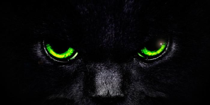 1920x1080 Cat Eye Wallpapers