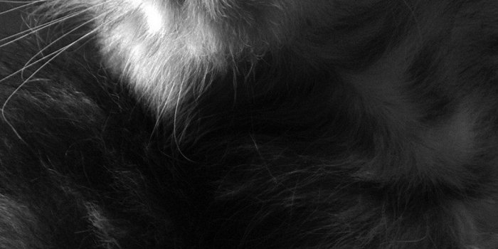 1080x1920 80+ Galaxy Cat Wallpapers on WallpaperPlay