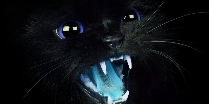 1242x2208 iPhone6papers - mj55-black-cat-blue-eye-roar-animal-cute